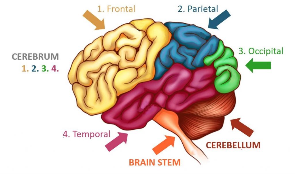 Your brain and hydrocephalus